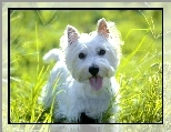 soczysta, słodki, West Highland White Terrier, trawa